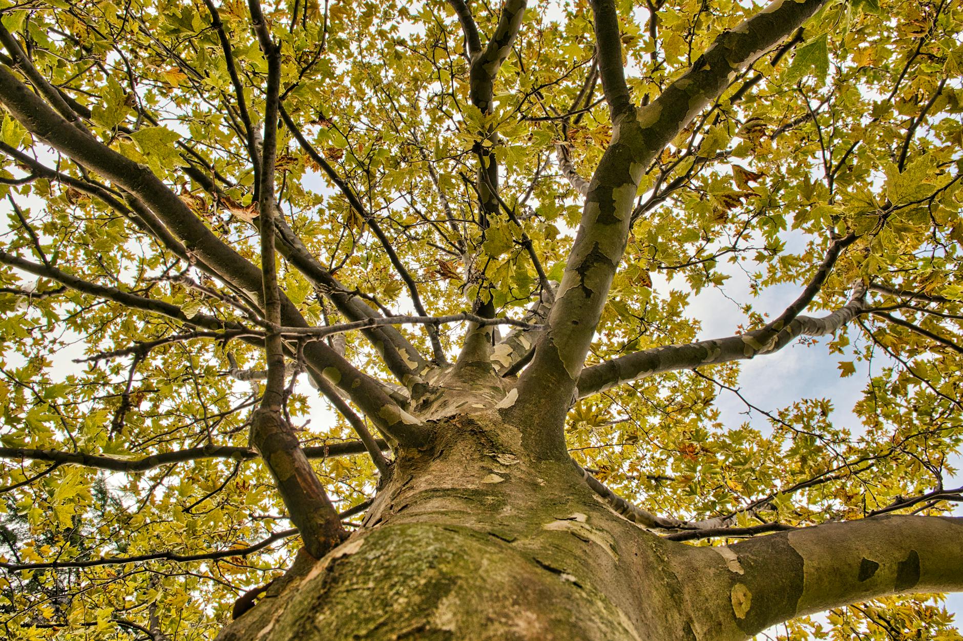Canopy raising service