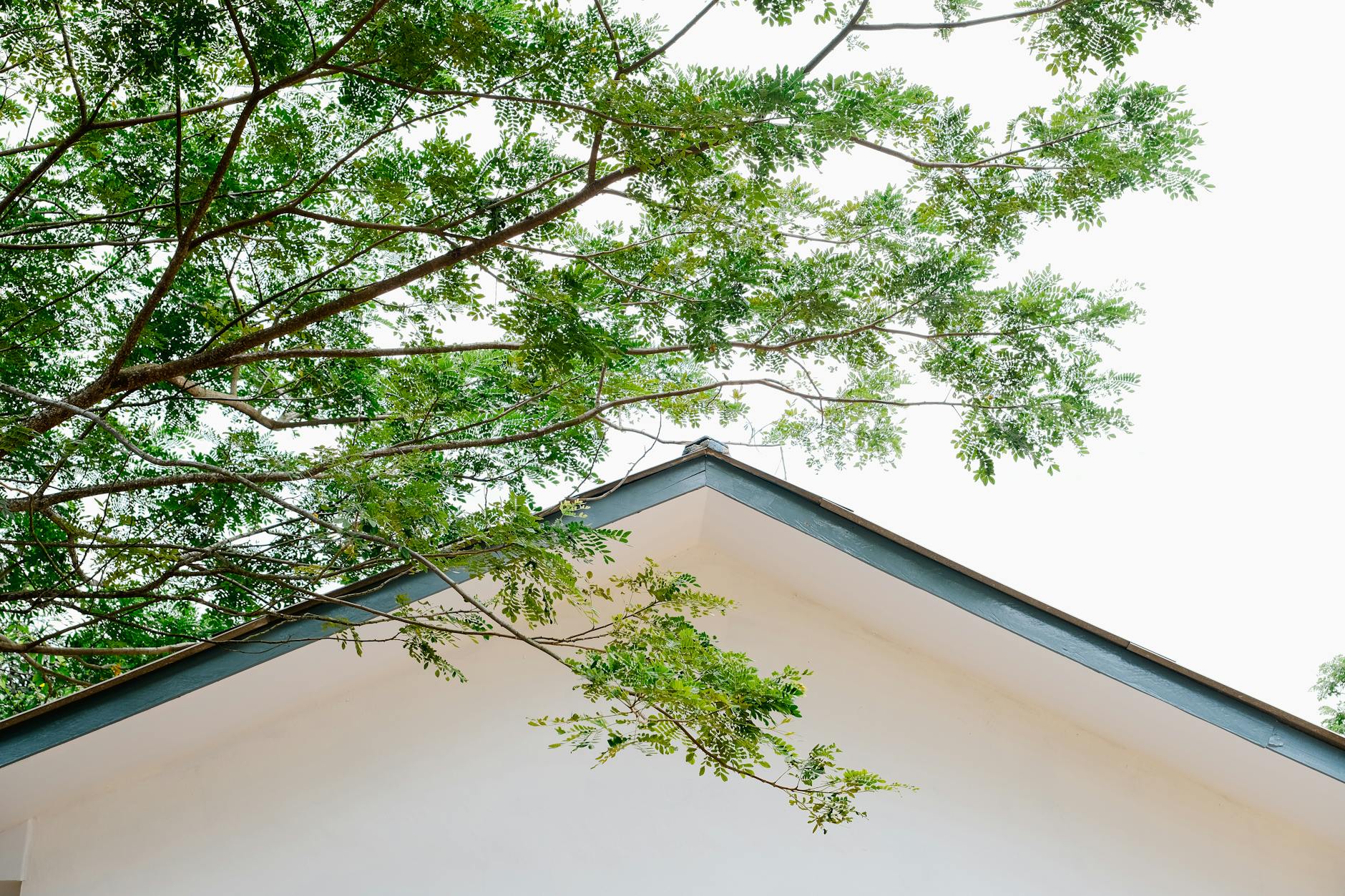 Roof line clearing service