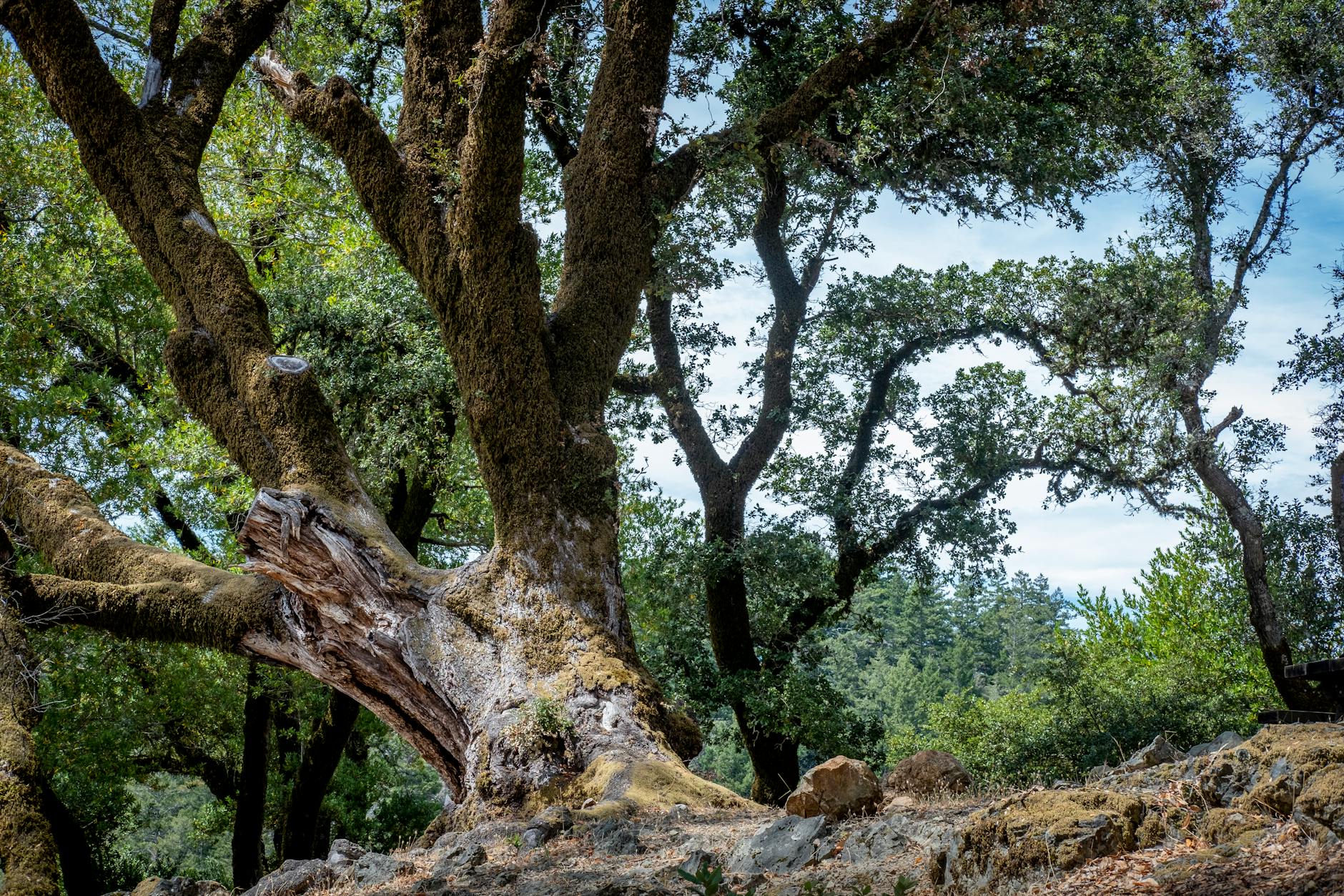 Tree care services