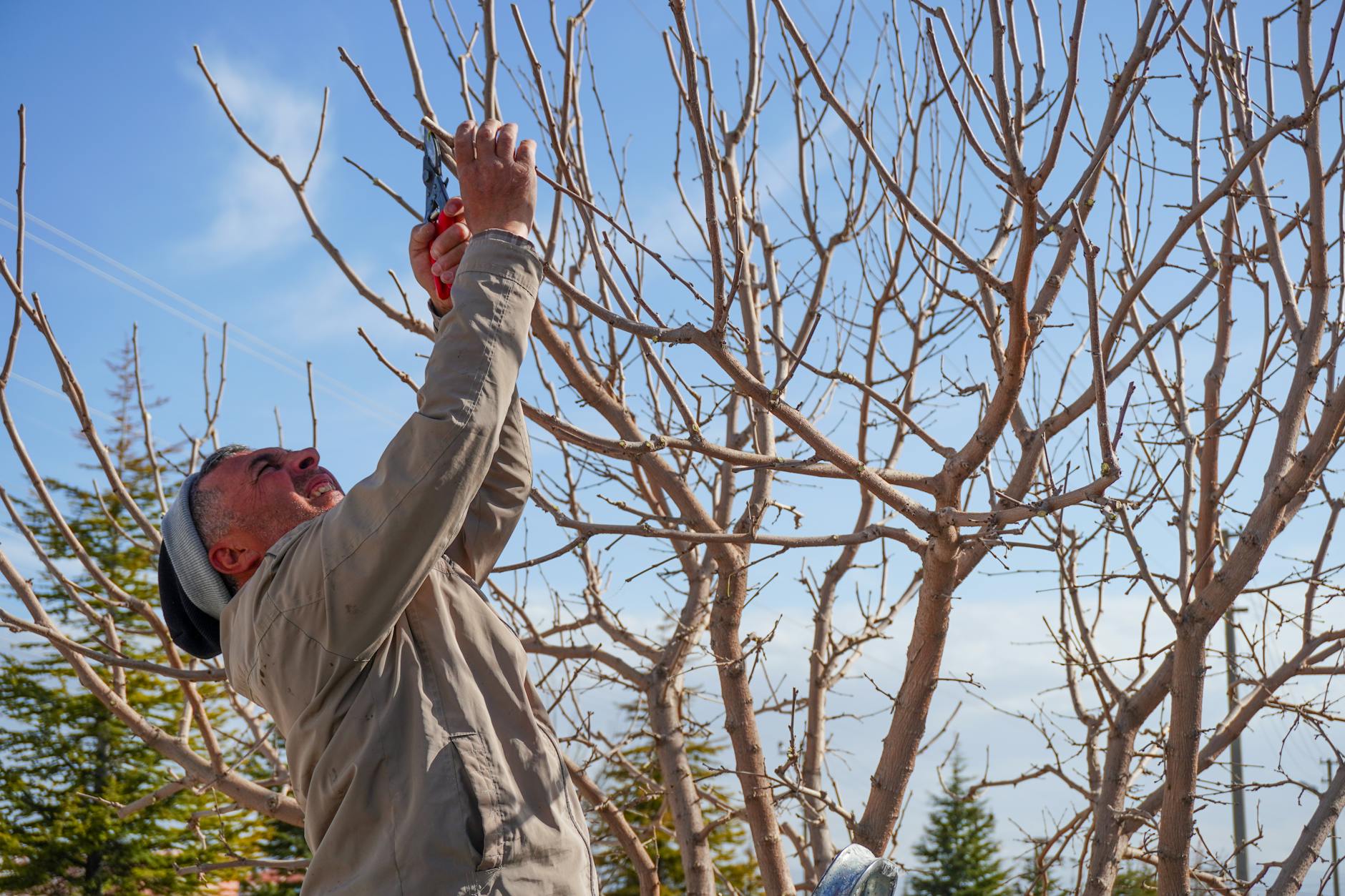 Tree trimming and pruning service